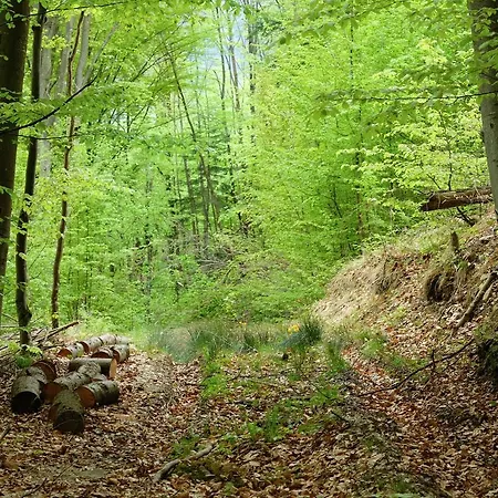 Guest house Teremok Vyshka